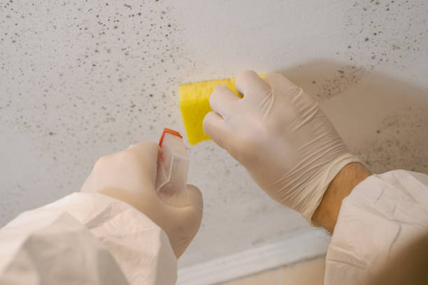  Ada, OH Mold Removal Pros